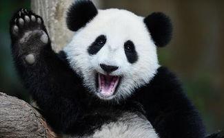 娱乐吃瓜大熊猫,揭秘大熊猫的娱乐生活